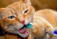 Mal Aliento En Gatos: 5 Repuestas Que Te Ayudarán A Resolverlo mal aliento en gatos