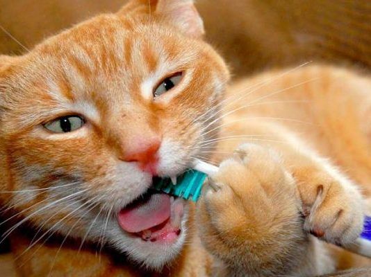 mal aliento en gatos