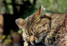 los micoplasma en los gatos