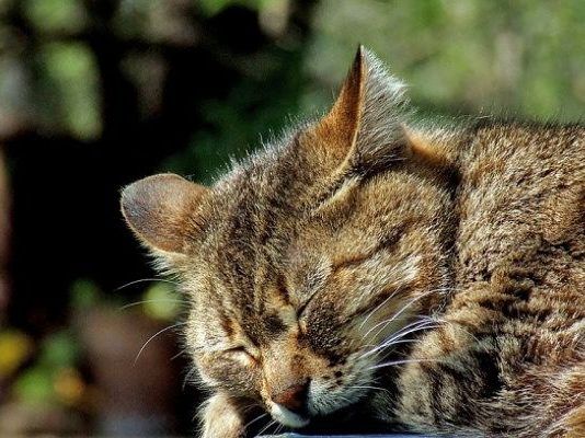 los micoplasma en los gatos