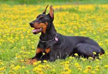 Nombres para perros Doberman