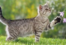 olores que ahuyentan a los gatos