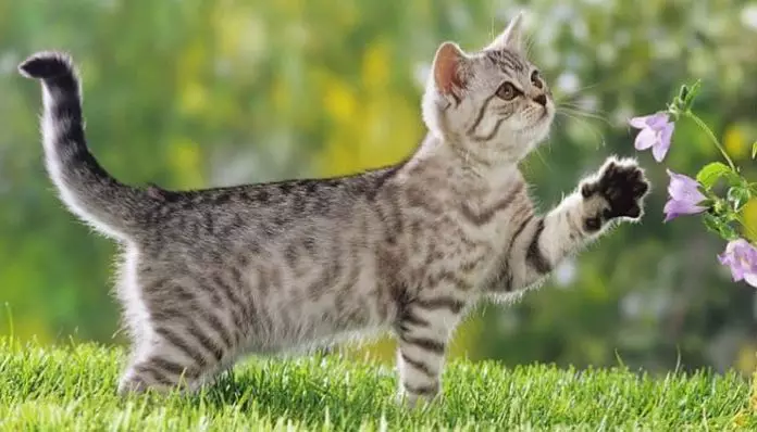 olores que ahuyentan a los gatos