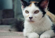 Pancreatitis en los gatos