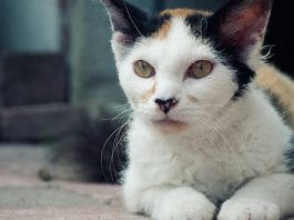 Pancreatitis en los gatos