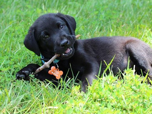 Labrador Retriever