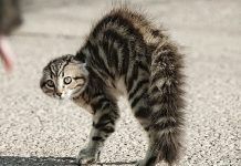 porque los gatos se erizan