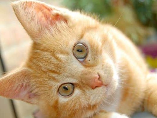 pulgas en gatos