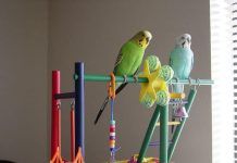 que les gusta hacer a los periquitos