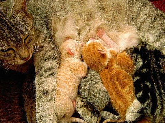 qué tiempo de gestación tienen los gatos