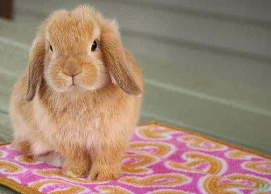 razas de conejos enanos