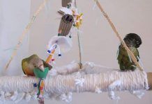 Juguetes para Periquitos