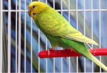 que debe tener una jaula para periquitos