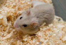 todo lo que se necesita para tener un hámster