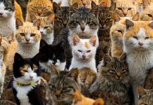 a qué grupo pertenecen los gatos