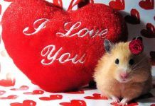 beneficios de tener un Hámster