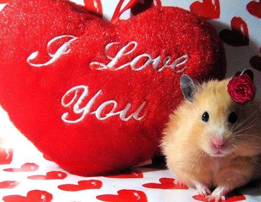 beneficios de tener un Hámster