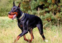 Carácter del Doberman