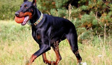 Carácter del Doberman
