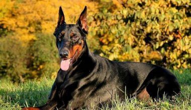 Enfermedades que afectan a los Doberman