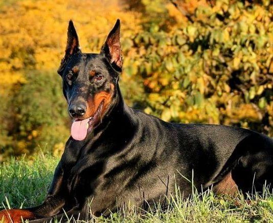 Enfermedades que afectan a los Doberman