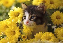 Flores de Bach para gatos