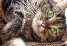 los gatos atigrados que raza son