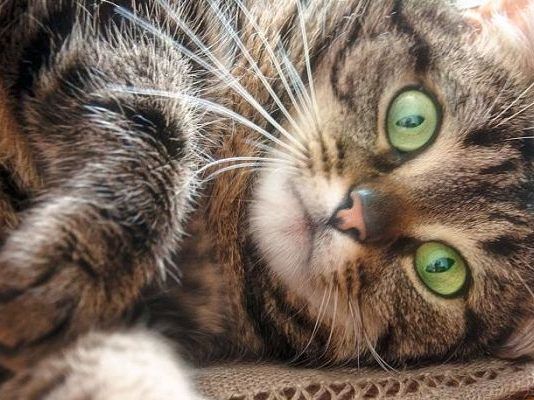 los gatos atigrados que raza son