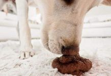 perros que comen heces de gatos