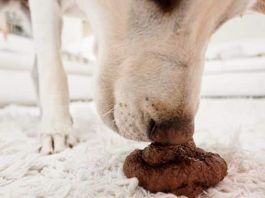 perros que comen heces de gatos