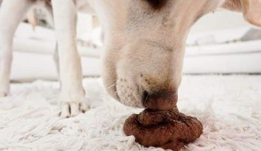 perros que comen heces de gatos