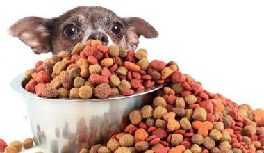 Qué son piensos para perros