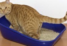 que arena se usa para gatos