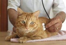 que cuidados necesitan los gatos