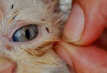 que es bueno para las pulgas de los gatos