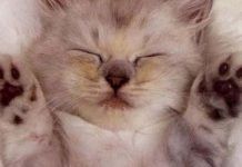 que raza de gatos es más cariñosa