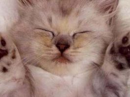 que raza de gatos es más cariñosa