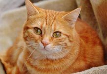 que raza son los gatos naranja