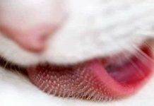 que tienen los gatos en la lengua