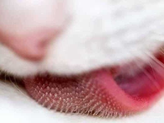 que tienen los gatos en la lengua