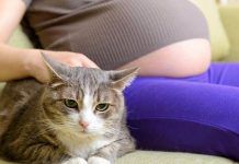 qué enfermedades causan los gatos a las mujeres