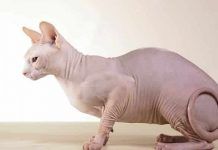 qué raza son los gatos sin pelo