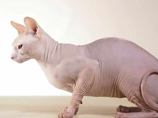 qué raza son los gatos sin pelo