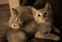 qué tipo de reproducción tiene los gatos