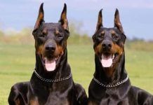 Reproducción del doberman