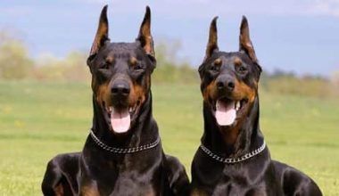 Reproducción del doberman