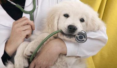 Seguros para perros