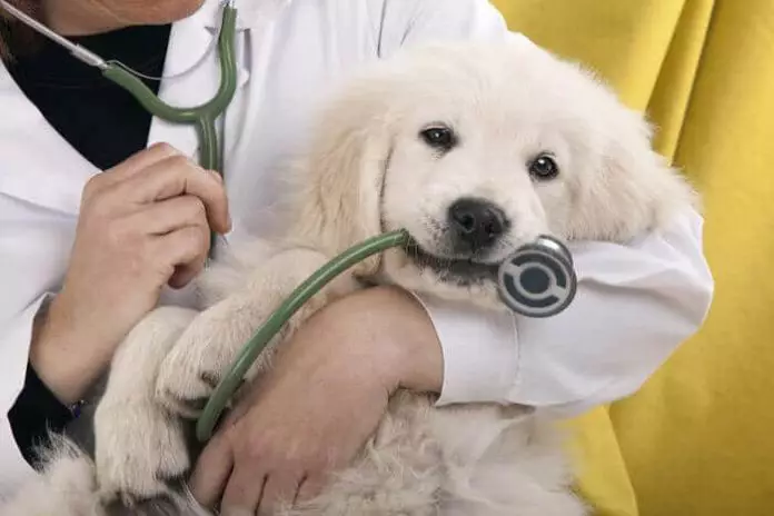 Seguros para perros