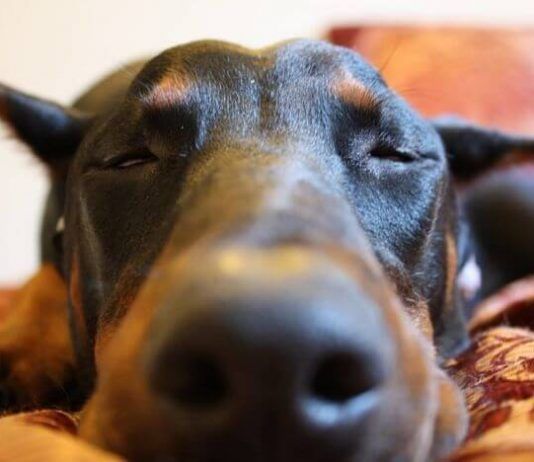 Soñar con perro doberman