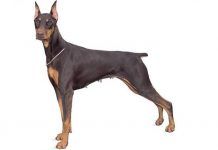 Tipos de Doberman
